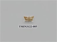 藏品(螟蛾227)的圖片